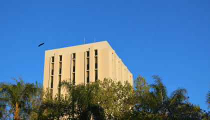 Business Tower with bird flying by